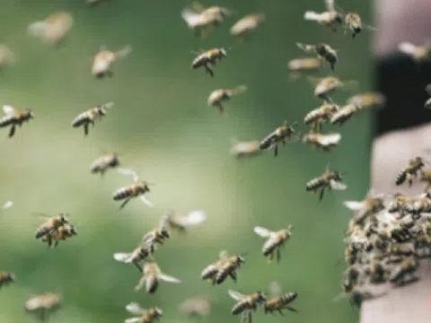 Thủ tướng Australia phải sơ tán vì nơi ở bị dọa đánh bom