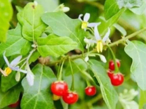 Mộ Tần Thủy Hoàng chưa ai dám mở sau 2.200 năm