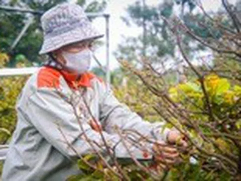 Đà Nẵng mưa lạnh, người trồng mai sợ hoa nở muộn